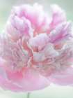 USA, Washington State, Seabeck. Pink peony blossom close-up. Art Print